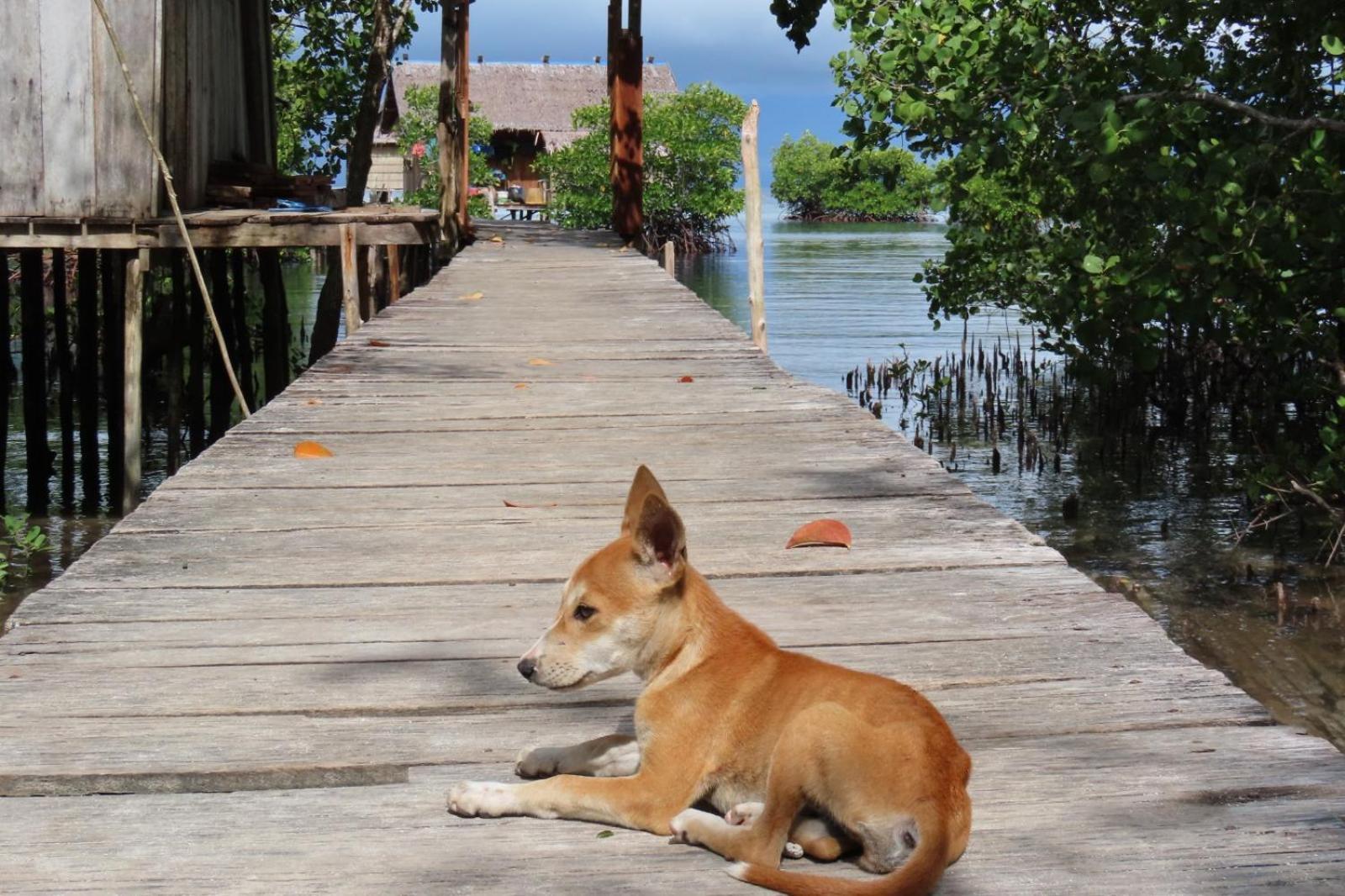 Nyanse Homestay - Raja Ampat Besir Extérieur photo